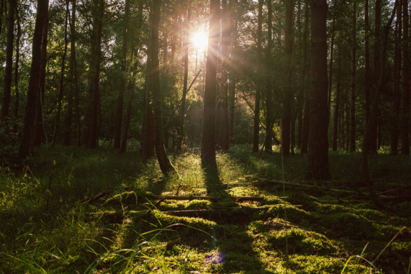 MindFidelity recording 2