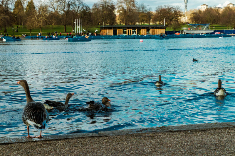 Hyde Park London on a summer morning — green lawns, plane trees and the Serpentine lake in the heat