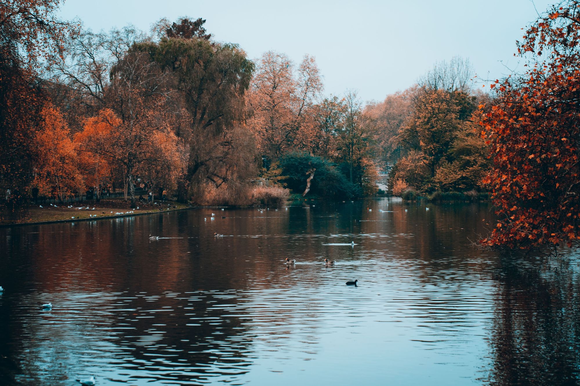 Autumn foliage reflected in a London park lake, with ducks on the water